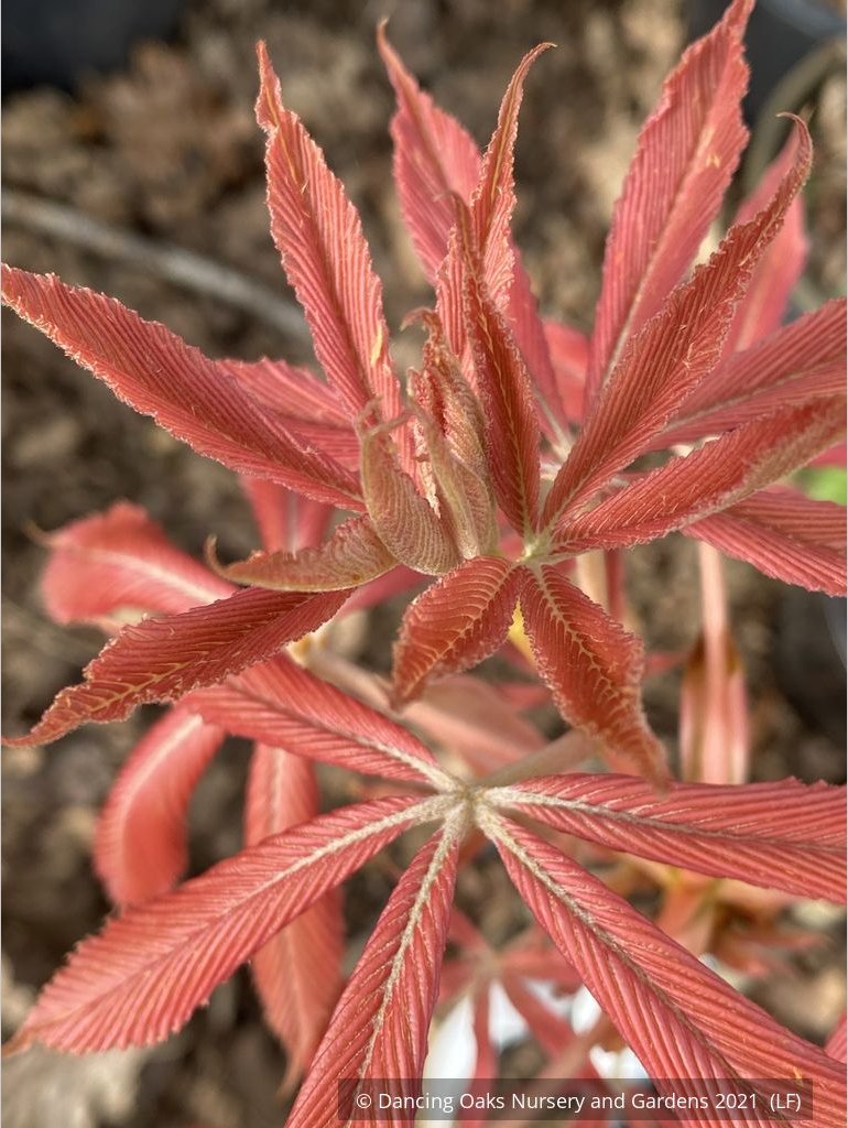 Trees ~ Aesculus x neglecta 'Erythroblastos', Painted Buckeye ~ Dancing Oaks Nursery and Gardens ~ Retail Nursery ~ Mail Order Nursery
