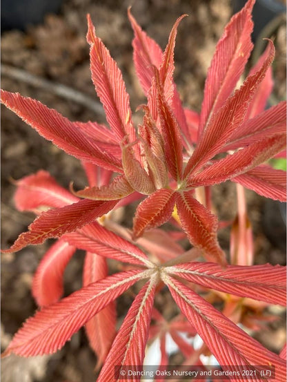 Trees ~ Aesculus x neglecta 'Erythroblastos', Painted Buckeye ~ Dancing Oaks Nursery and Gardens ~ Retail Nursery ~ Mail Order Nursery