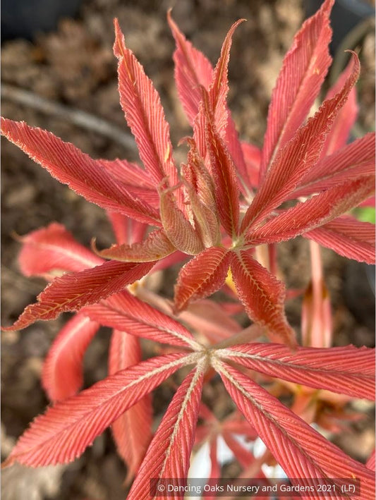 Trees ~ Aesculus x neglecta 'Erythroblastos', Painted Buckeye ~ Dancing Oaks Nursery and Gardens ~ Retail Nursery ~ Mail Order Nursery