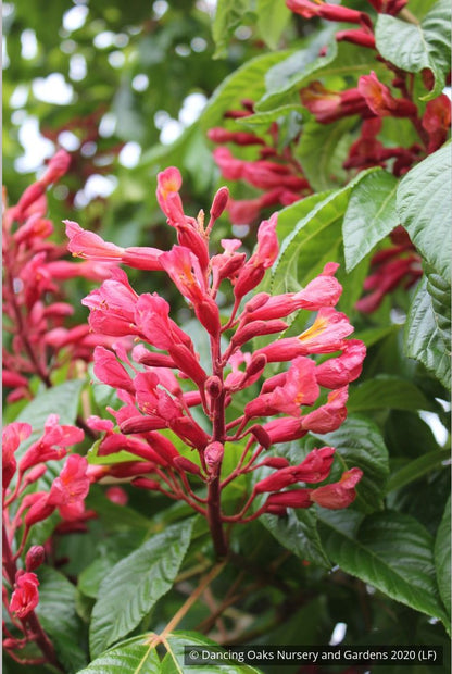 Trees ~ Aesculus pavia, Red Buckeye ~ Dancing Oaks Nursery and Gardens ~ Retail Nursery ~ Mail Order Nursery