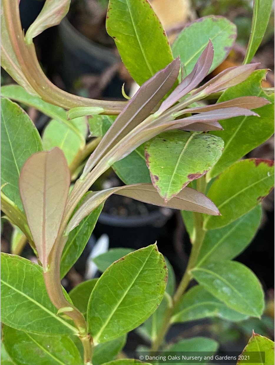 Agapetes species AP2018-96, Himalayan Lanterns
