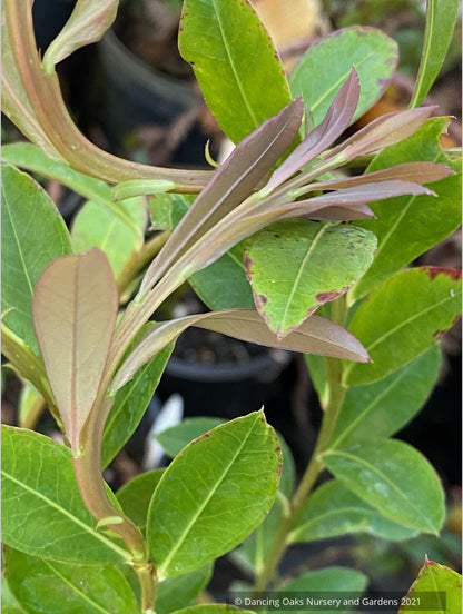 Agapetes species AP2018-96, Himalayan Lanterns