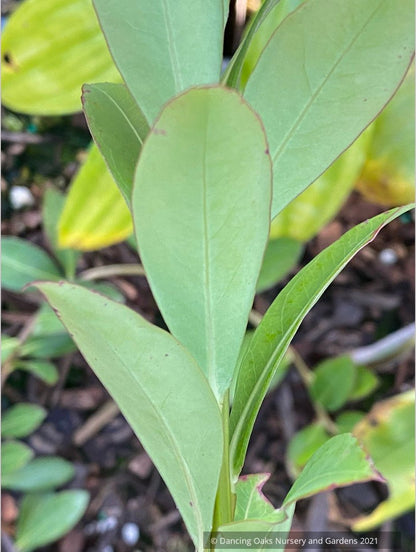 Agapetes species AP2018-96, Himalayan Lanterns