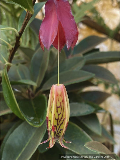Agapetes species AP2018-96, Himalayan Lanterns