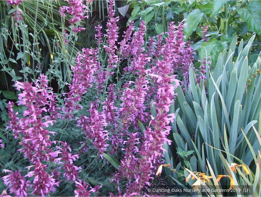 Perennials ~ Agastache 'Ava', Mexican Hyssop ~ Dancing Oaks Nursery and Gardens ~ Retail Nursery ~ Mail Order Nursery