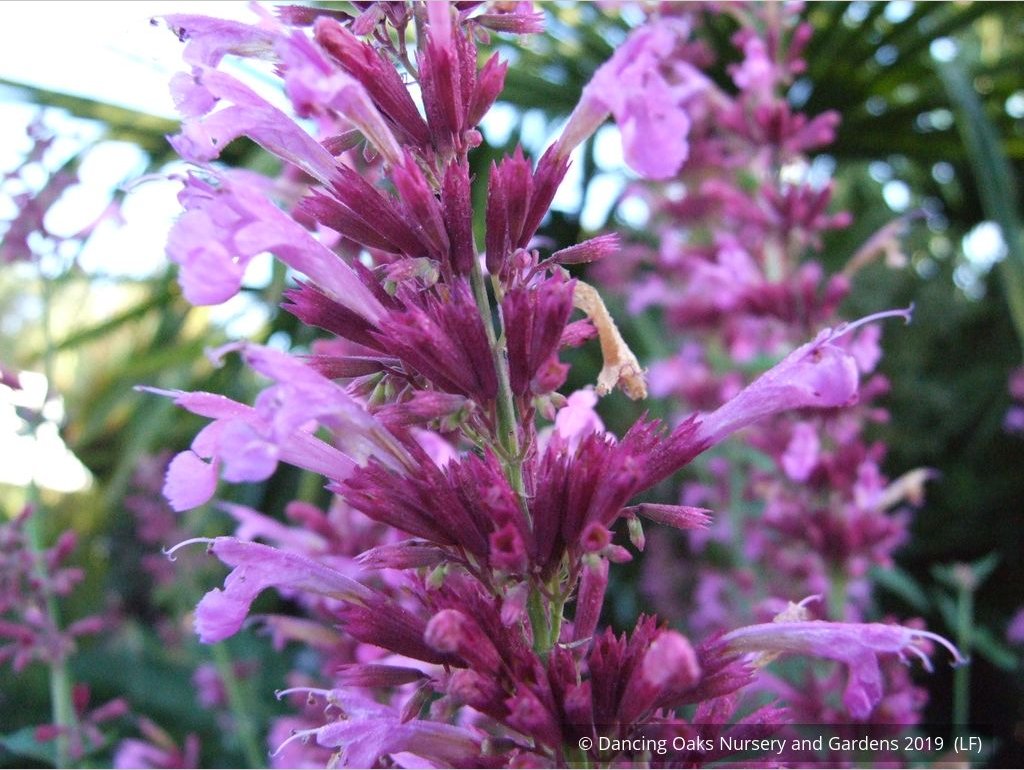Perennials ~ Agastache 'Ava', Mexican Hyssop ~ Dancing Oaks Nursery and Gardens ~ Retail Nursery ~ Mail Order Nursery