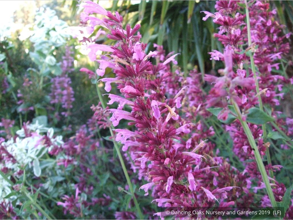 Perennials ~ Agastache 'Ava', Mexican Hyssop ~ Dancing Oaks Nursery and Gardens ~ Retail Nursery ~ Mail Order Nursery