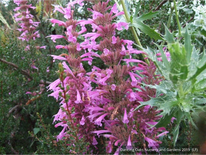 Perennials ~ Agastache 'Ava', Mexican Hyssop ~ Dancing Oaks Nursery and Gardens ~ Retail Nursery ~ Mail Order Nursery
