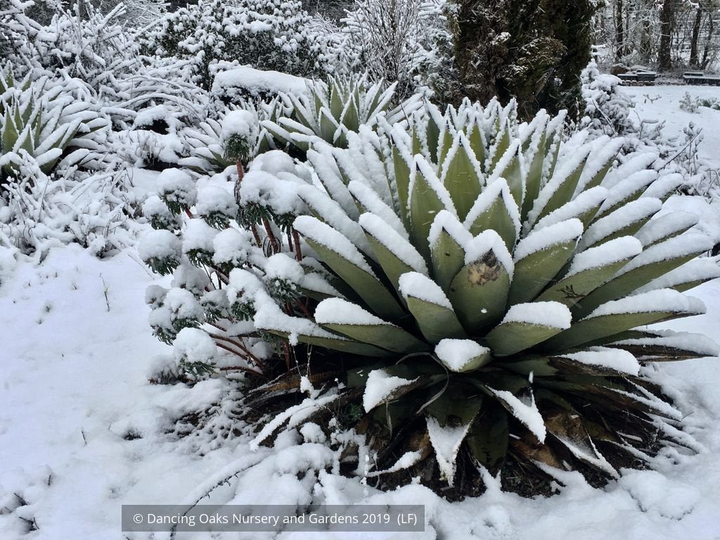 Perennials ~ Agave parryi, Parry's Agave ~ Dancing Oaks Nursery and Gardens ~ Retail Nursery ~ Mail Order Nursery