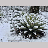 Perennials ~ Agave parryi, Parry's Agave ~ Dancing Oaks Nursery and Gardens ~ Retail Nursery ~ Mail Order Nursery