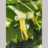 Shrubs ~ Alangium platanifolium ~ Dancing Oaks Nursery and Gardens ~ Retail Nursery ~ Mail Order Nursery