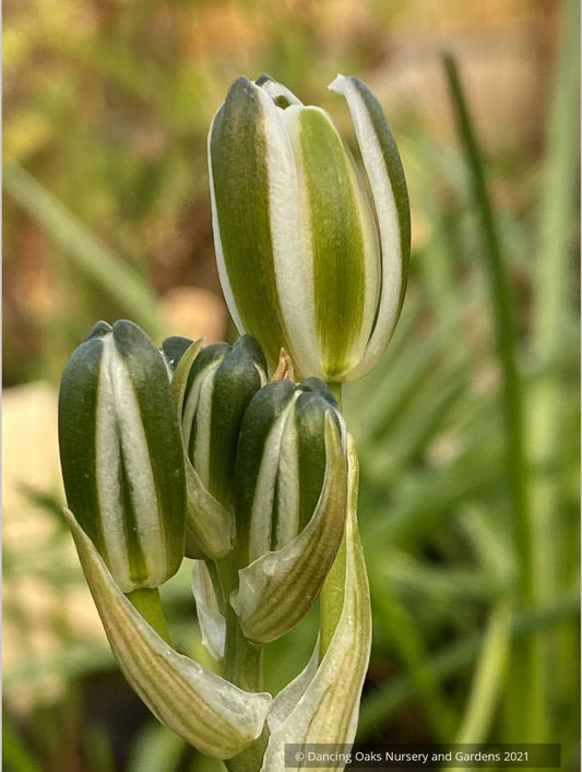 Albuca setosa