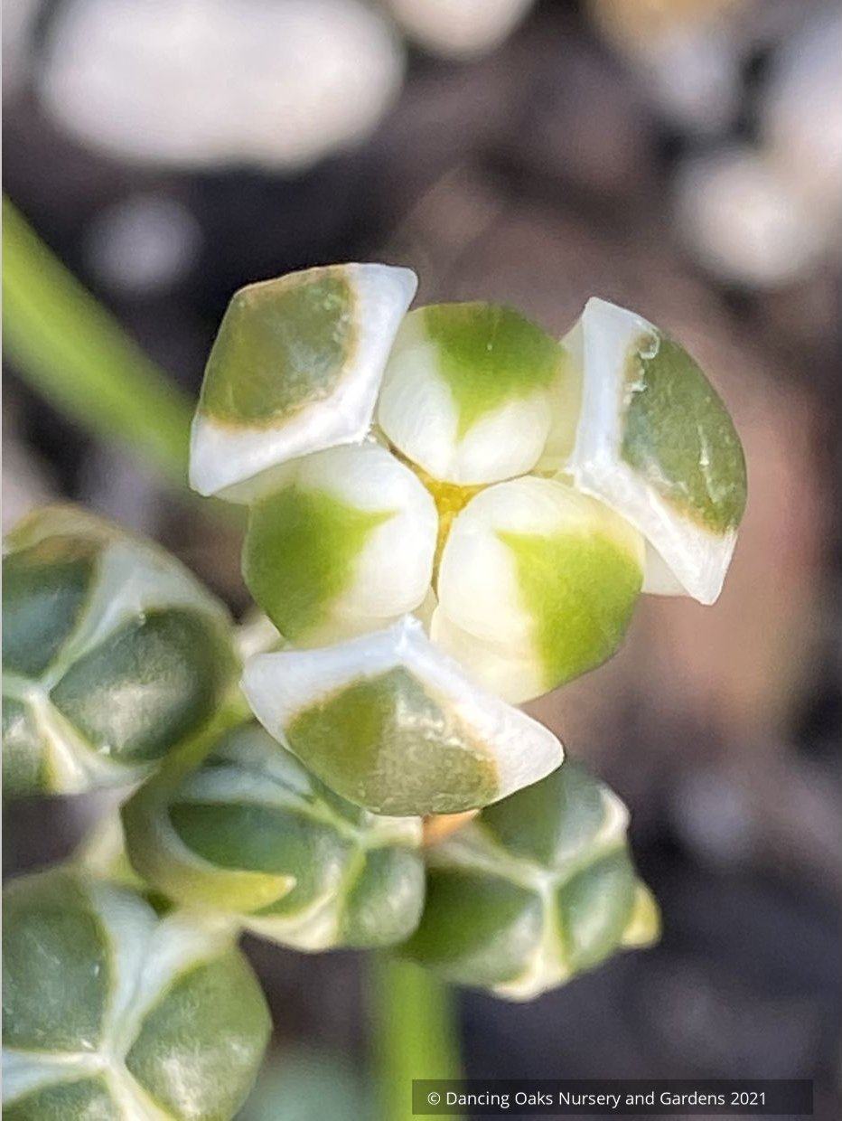 Albuca setosa