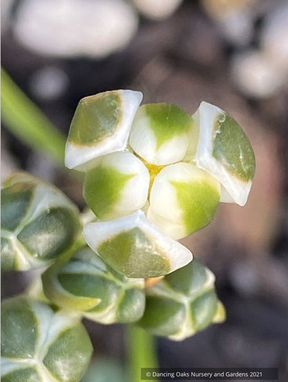 Albuca setosa