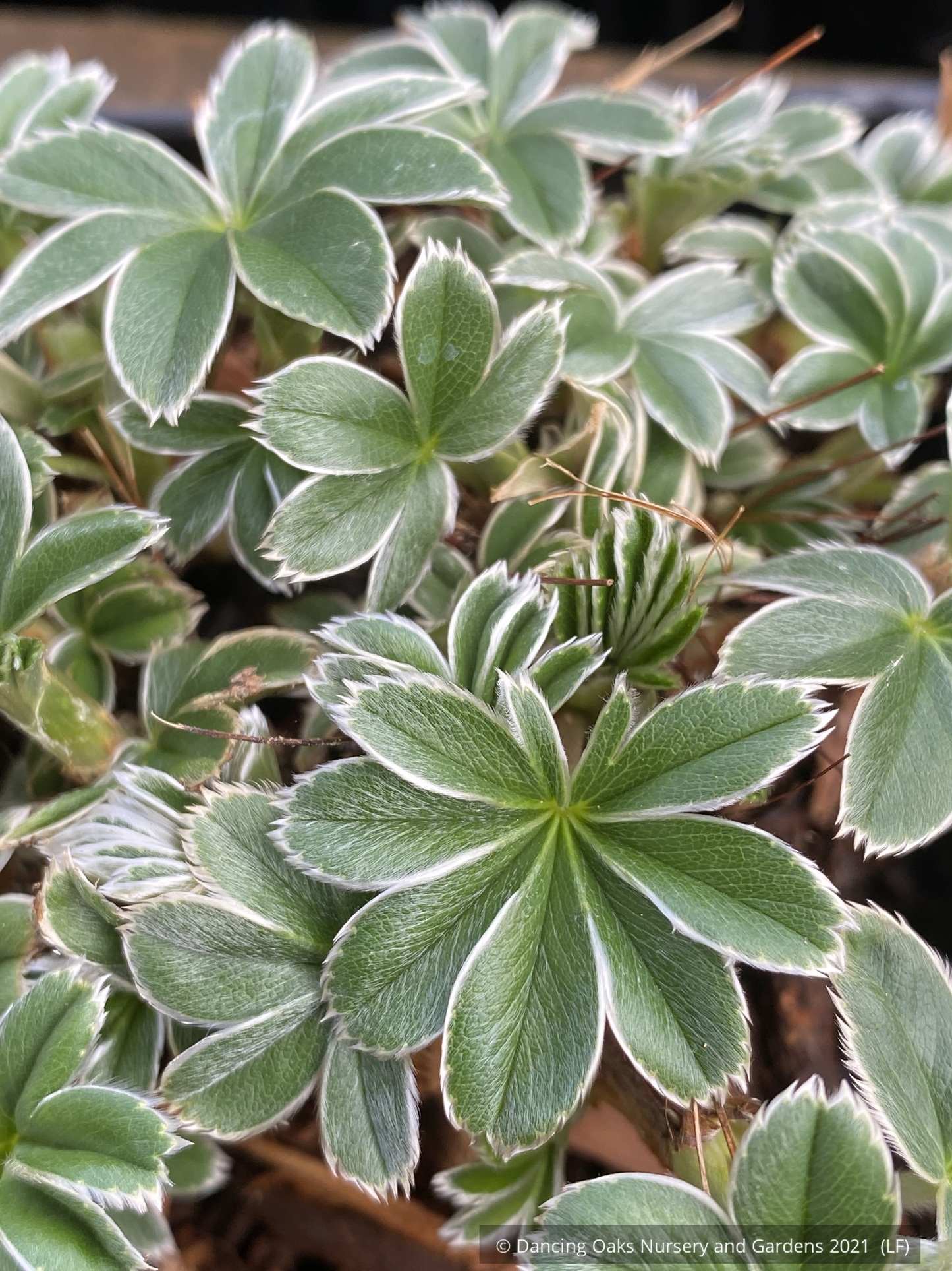 Alchemilla conjuncta, Silver Lady’s Mantle