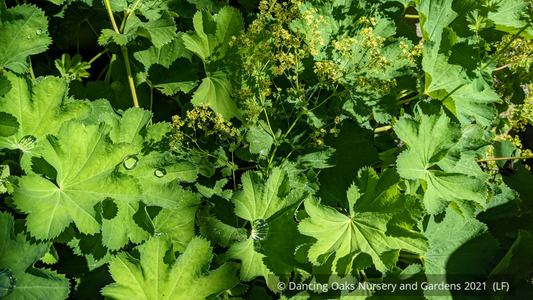 Alchemilla epipsila, Lady's Mantle