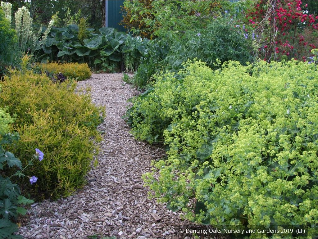 Perennials ~ Alchemilla mollis 'Robusta', Lady's Mantle ~ Dancing Oaks Nursery and Gardens ~ Retail Nursery ~ Mail Order Nursery