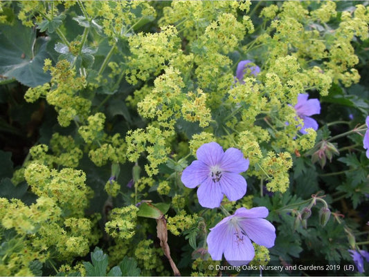 Perennials ~ Alchemilla mollis 'Robusta', Lady's Mantle ~ Dancing Oaks Nursery and Gardens ~ Retail Nursery ~ Mail Order Nursery