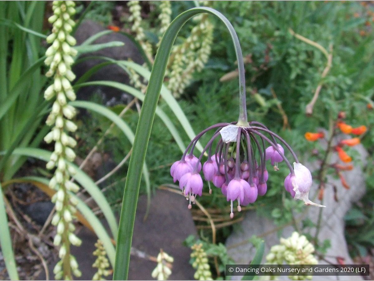 Bulbs & Tubers ~ Allium cernuum, Nodding Onion ~ Dancing Oaks Nursery and Gardens ~ Retail Nursery ~ Mail Order Nursery