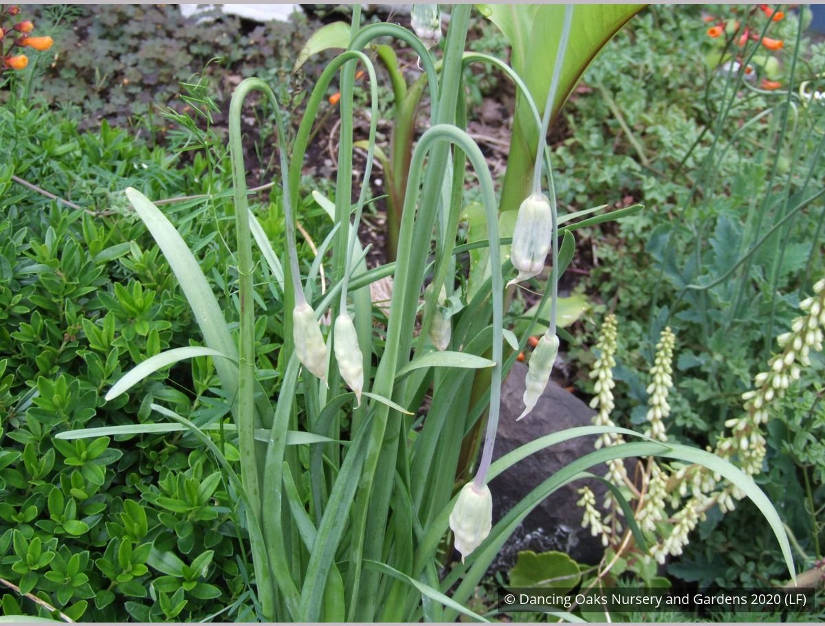 Bulbs & Tubers ~ Allium cernuum, Nodding Onion ~ Dancing Oaks Nursery and Gardens ~ Retail Nursery ~ Mail Order Nursery