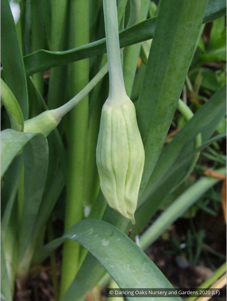 Bulbs & Tubers ~ Allium cernuum, Nodding Onion ~ Dancing Oaks Nursery and Gardens ~ Retail Nursery ~ Mail Order Nursery