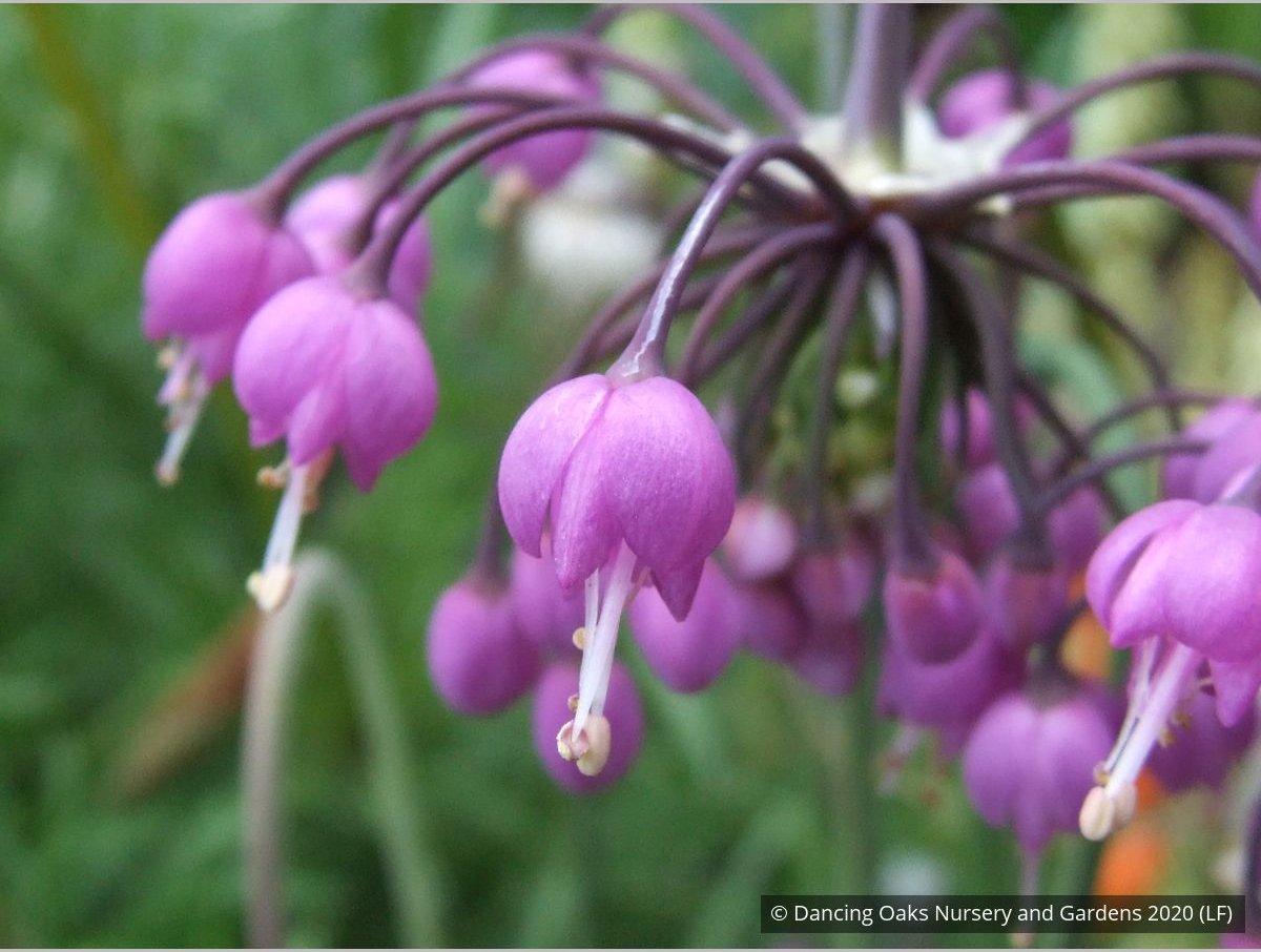 Bulbs & Tubers ~ Allium cernuum, Nodding Onion ~ Dancing Oaks Nursery and Gardens ~ Retail Nursery ~ Mail Order Nursery