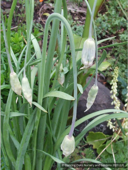 Bulbs & Tubers ~ Allium cernuum, Nodding Onion ~ Dancing Oaks Nursery and Gardens ~ Retail Nursery ~ Mail Order Nursery