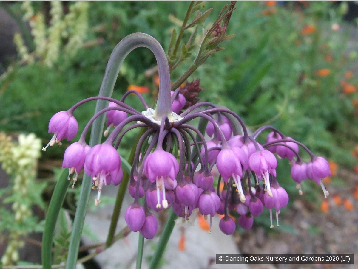 Bulbs & Tubers ~ Allium cernuum, Nodding Onion ~ Dancing Oaks Nursery and Gardens ~ Retail Nursery ~ Mail Order Nursery