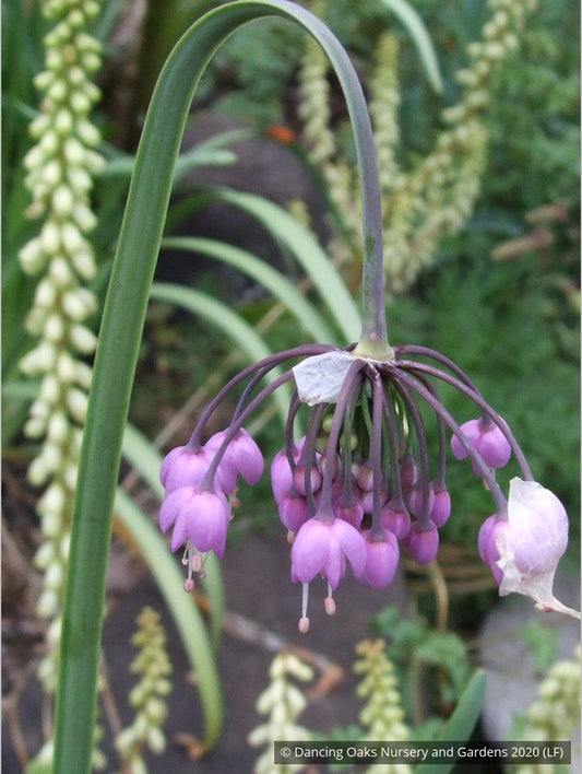 Bulbs & Tubers ~ Allium cernuum, Nodding Onion ~ Dancing Oaks Nursery and Gardens ~ Retail Nursery ~ Mail Order Nursery