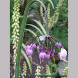 Bulbs & Tubers ~ Allium cernuum, Nodding Onion ~ Dancing Oaks Nursery and Gardens ~ Retail Nursery ~ Mail Order Nursery