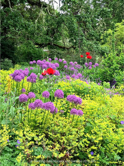 Bulbs & Tubers ~ Allium 'Globemaster', Ornamental Onion ~ Dancing Oaks Nursery and Gardens ~ Retail Nursery ~ Mail Order Nursery