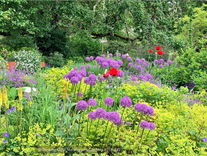 Bulbs & Tubers ~ Allium 'Globemaster', Ornamental Onion ~ Dancing Oaks Nursery and Gardens ~ Retail Nursery ~ Mail Order Nursery