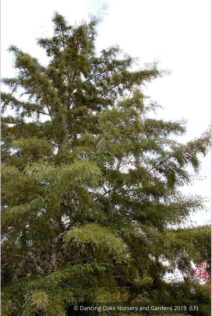 Trees ~ Alnus glutinosa 'Imperialis', Cutleaf European Alder ~ Dancing Oaks Nursery and Gardens ~ Retail Nursery ~ Mail Order Nursery