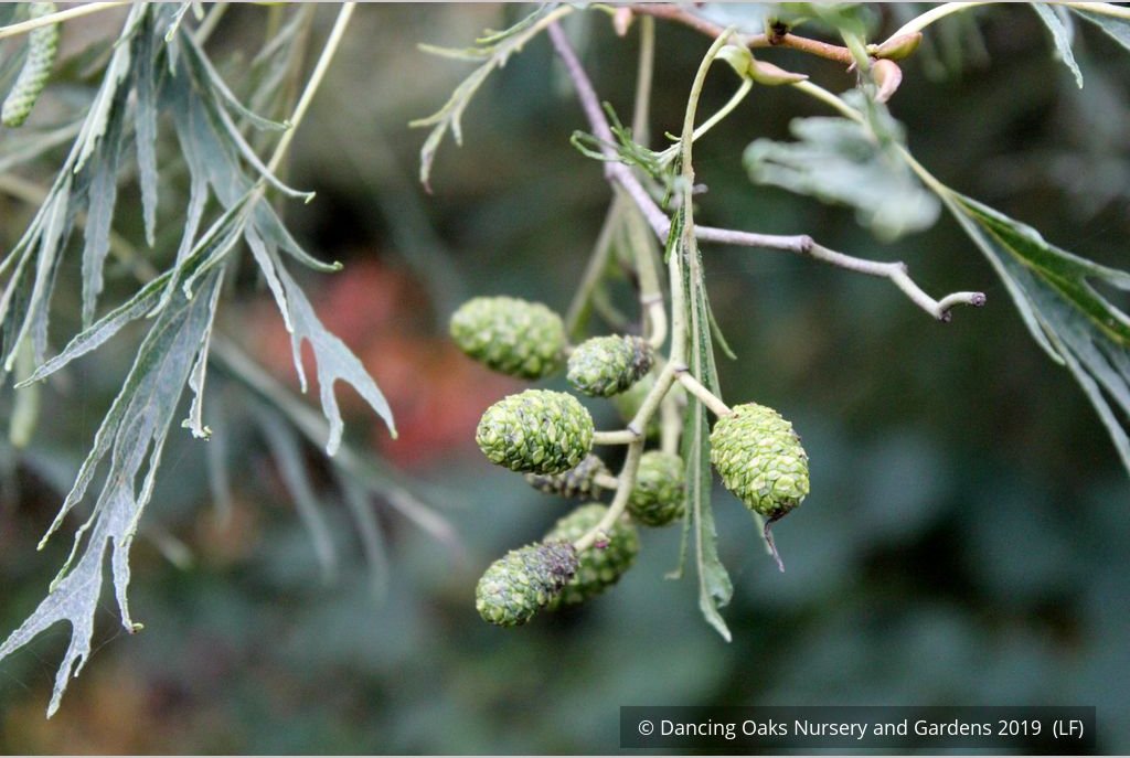 Trees ~ Alnus glutinosa 'Imperialis', Cutleaf European Alder ~ Dancing Oaks Nursery and Gardens ~ Retail Nursery ~ Mail Order Nursery
