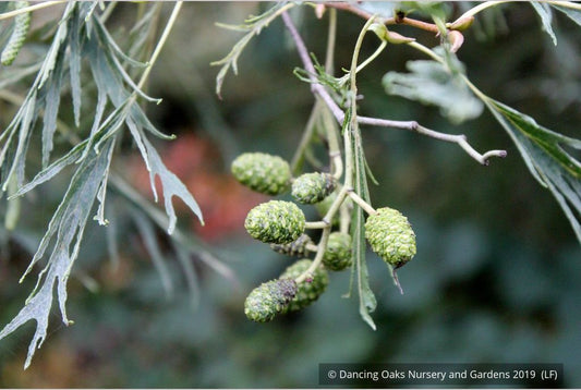 Trees ~ Alnus glutinosa 'Imperialis', Cutleaf European Alder ~ Dancing Oaks Nursery and Gardens ~ Retail Nursery ~ Mail Order Nursery