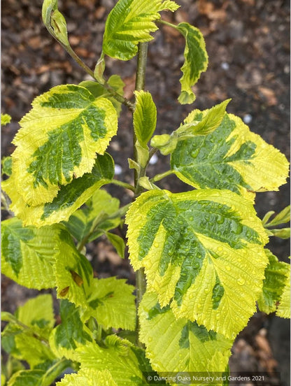 Alnus glutinosa 'Razzmatazz', Variegated Alder, No shipping ME