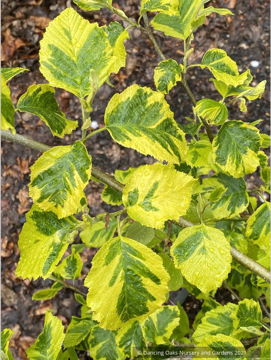 Alnus glutinosa 'Razzmatazz', Variegated Alder, No shipping ME