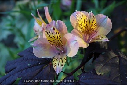 Bulbs & Tubers ~ Alstroemeria 'Butterscotch', Peruvian Lily ~ Dancing Oaks Nursery and Gardens ~ Retail Nursery ~ Mail Order Nursery