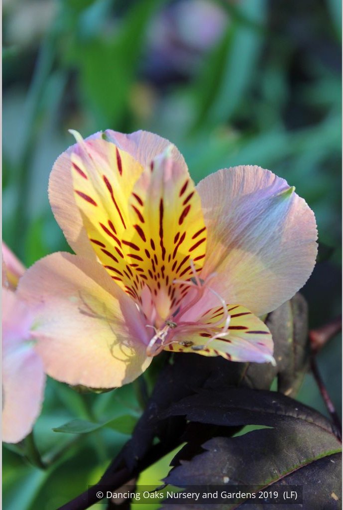 Bulbs & Tubers ~ Alstroemeria 'Butterscotch', Peruvian Lily ~ Dancing Oaks Nursery and Gardens ~ Retail Nursery ~ Mail Order Nursery