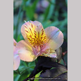 Bulbs & Tubers ~ Alstroemeria 'Butterscotch', Peruvian Lily ~ Dancing Oaks Nursery and Gardens ~ Retail Nursery ~ Mail Order Nursery