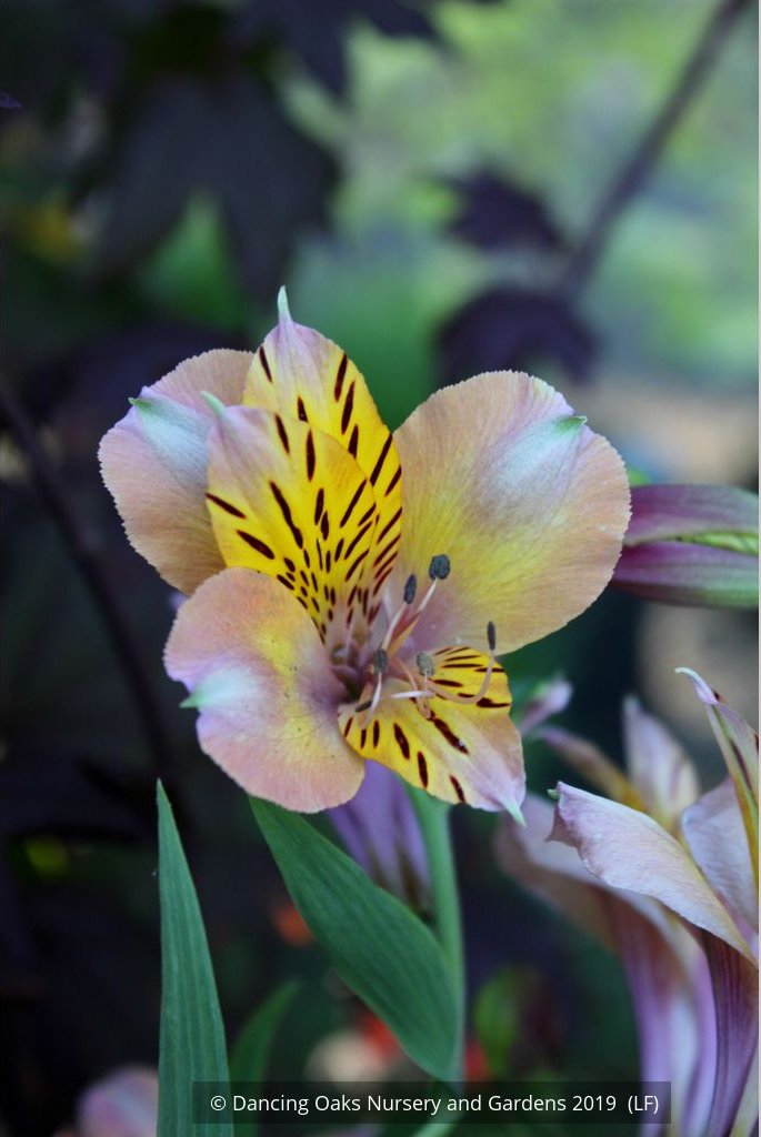 Bulbs & Tubers ~ Alstroemeria 'Butterscotch', Peruvian Lily ~ Dancing Oaks Nursery and Gardens ~ Retail Nursery ~ Mail Order Nursery