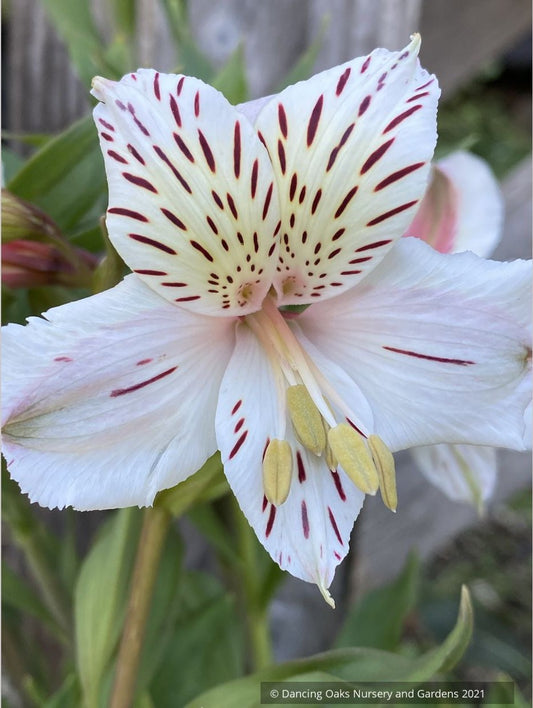 Alstroemeria 'Casablanca' ~ Dancing Oaks Nursery and Gardens ~ Retail Nursery ~ Mail Order Nursery