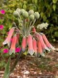 Bulbs & Tubers ~ Alstroemeria isabellana, Peruvian Lily ~ Dancing Oaks Nursery and Gardens ~ Retail Nursery ~ Mail Order Nursery