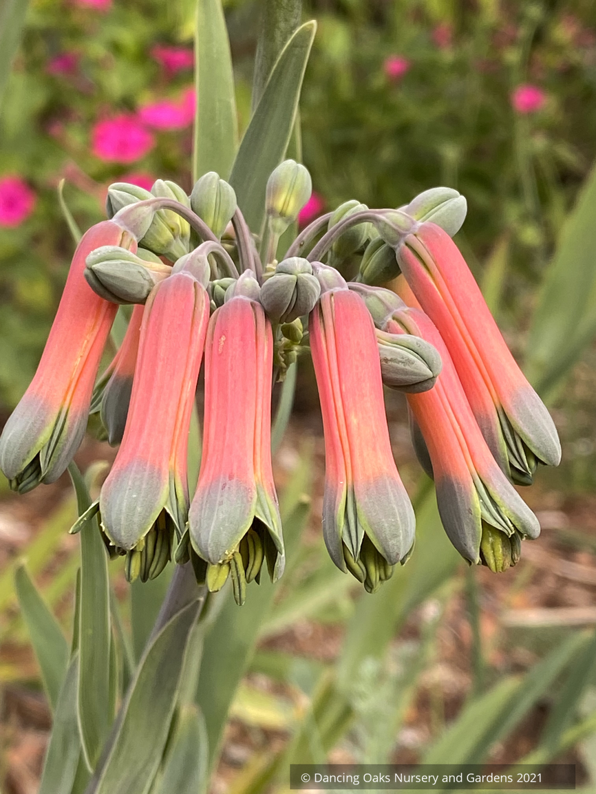 Bulbs & Tubers ~ Alstroemeria isabellana, Peruvian Lily ~ Dancing Oaks Nursery and Gardens ~ Retail Nursery ~ Mail Order Nursery