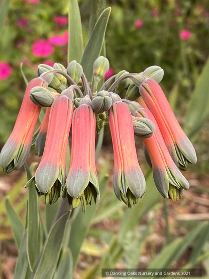 Bulbs & Tubers ~ Alstroemeria isabellana, Peruvian Lily ~ Dancing Oaks Nursery and Gardens ~ Retail Nursery ~ Mail Order Nursery