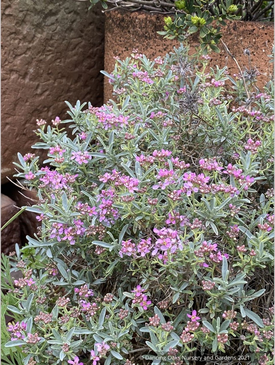 Alyssum spinosum var. roseum (syn. Ptilotrichum), Madwort