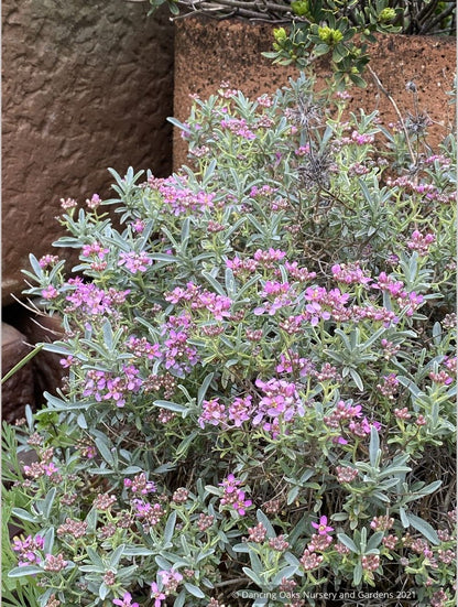 Alyssum spinosum var. roseum (syn. Ptilotrichum), Madwort
