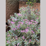 Alyssum spinosum var. roseum (syn. Ptilotrichum), Madwort