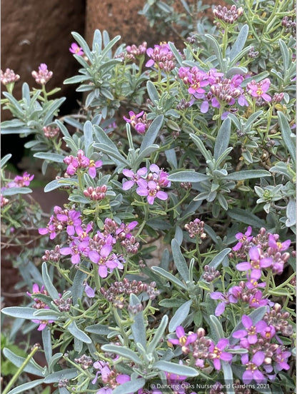Alyssum spinosum var. roseum (syn. Ptilotrichum), Madwort
