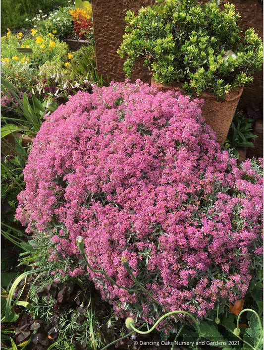 Alyssum spinosum var. roseum (syn. Ptilotrichum), Madwort